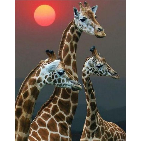 Setting Sun & Giraffe Family