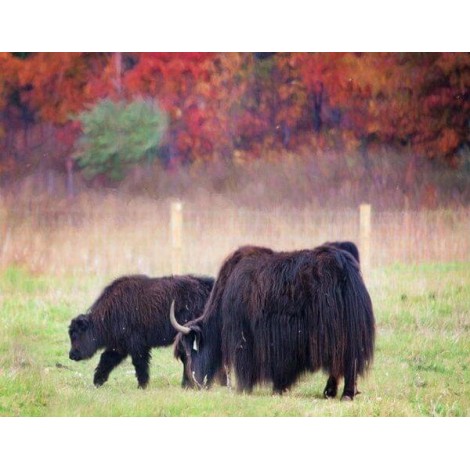 American Buffalo Grazing