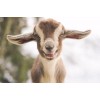 Lovely Little Goat DIY Painting