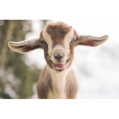 Lovely Little Goat DIY Painting