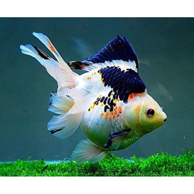 Goldfish Specie Diam...
