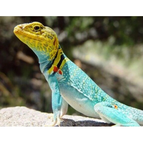 Colorful Lizard Diamond Painting