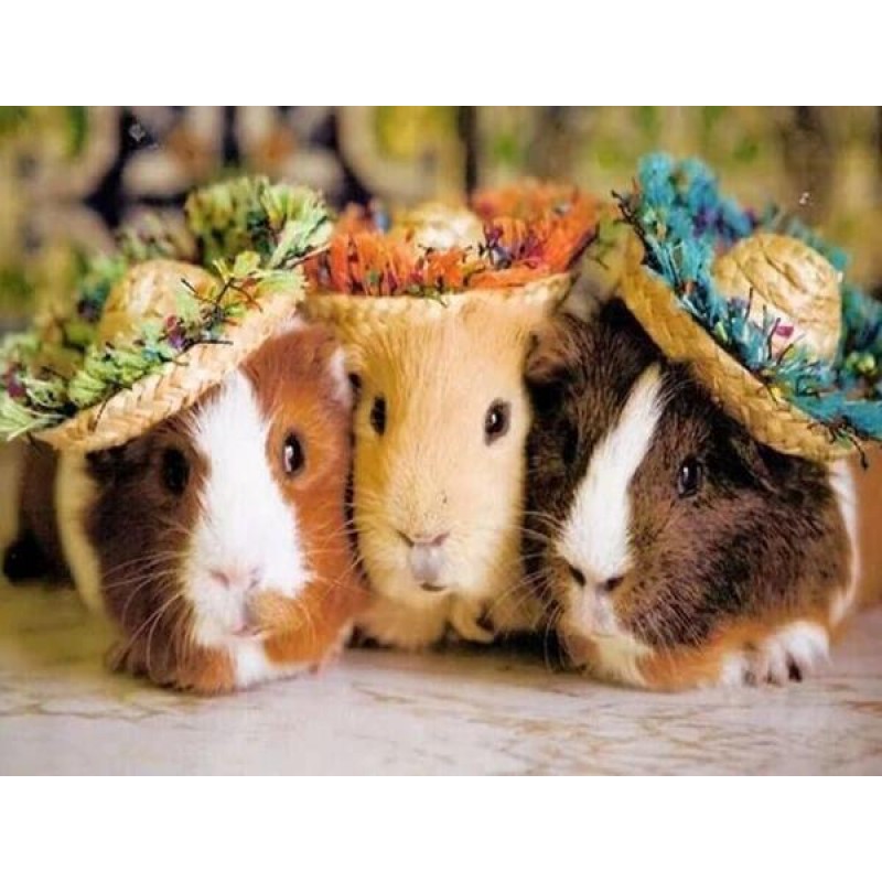 Three Guinea pigs in...