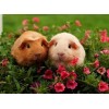 Sweet Guinea pigs Pair