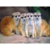 Meerkats in Group Diamond Painting