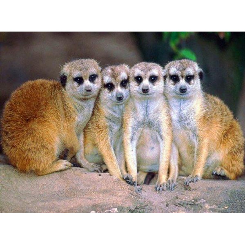 Meerkats in Group Di...