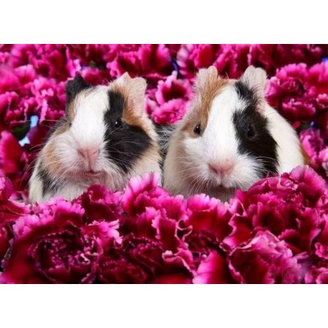 Guinea pigs & Flowers