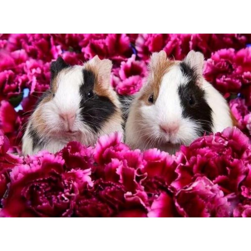 Guinea pigs & Fl...