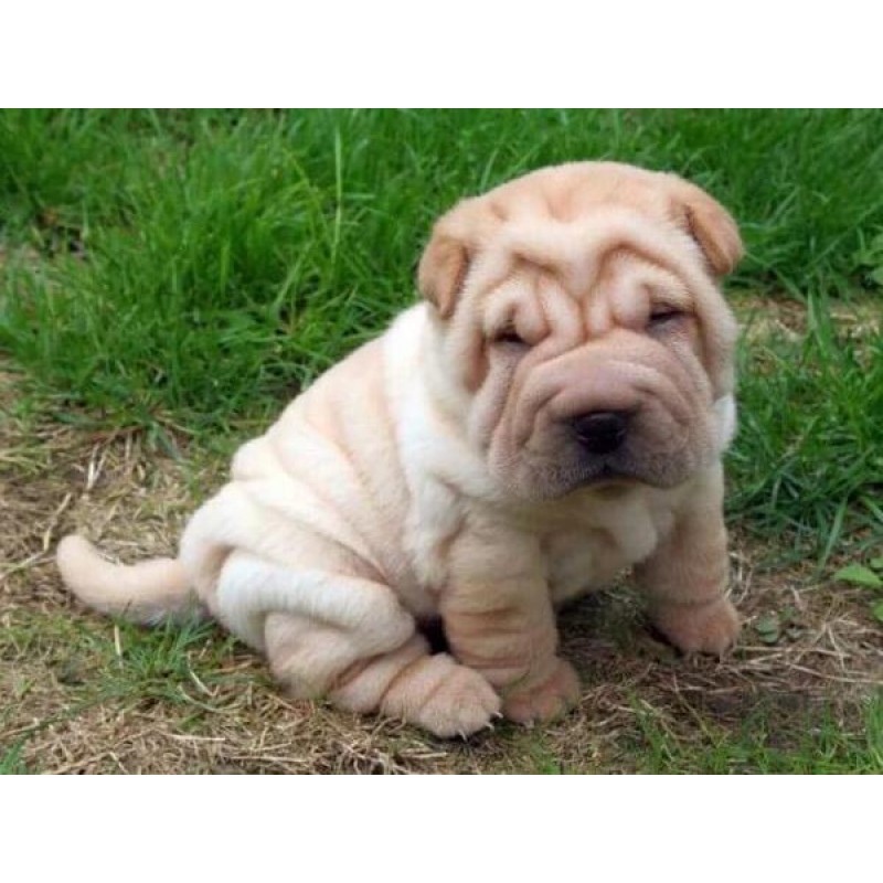 Fluffy Dog Ori-Pei B...