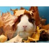 Cute Guinea pig & Autumn Leaves