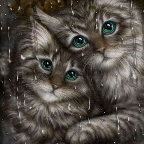 Cats Pair & Rainy Glass Window