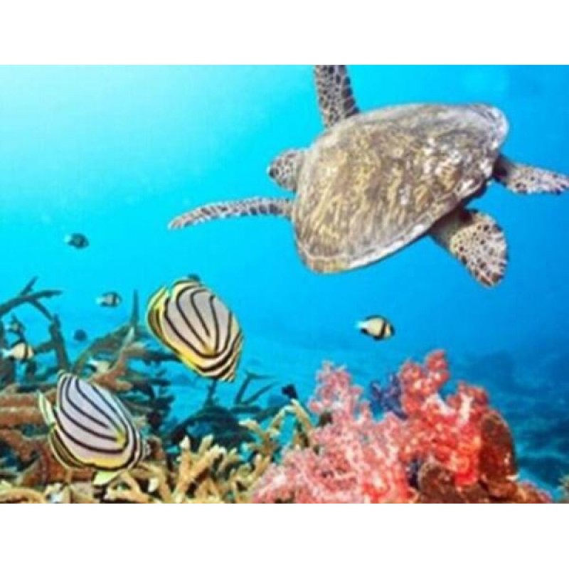 Turtle & Fish in...