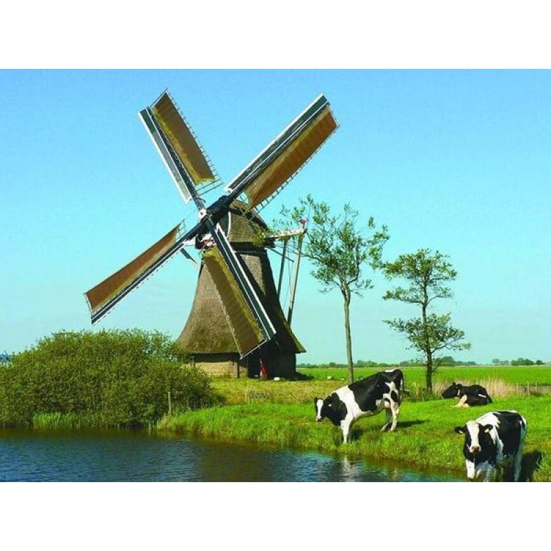 Grazing Cows & W...