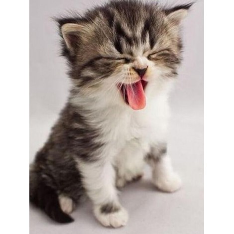 Sweet Kitten Yawning