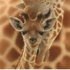 Mother Giraffe with Baby