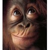 Monkey Face Diamond Painting Kit