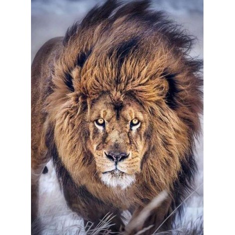 Furious Lion Diamond Painting