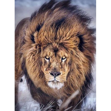 Furious Lion Diamond Painting