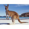 Australian Kangaroo on the Beach