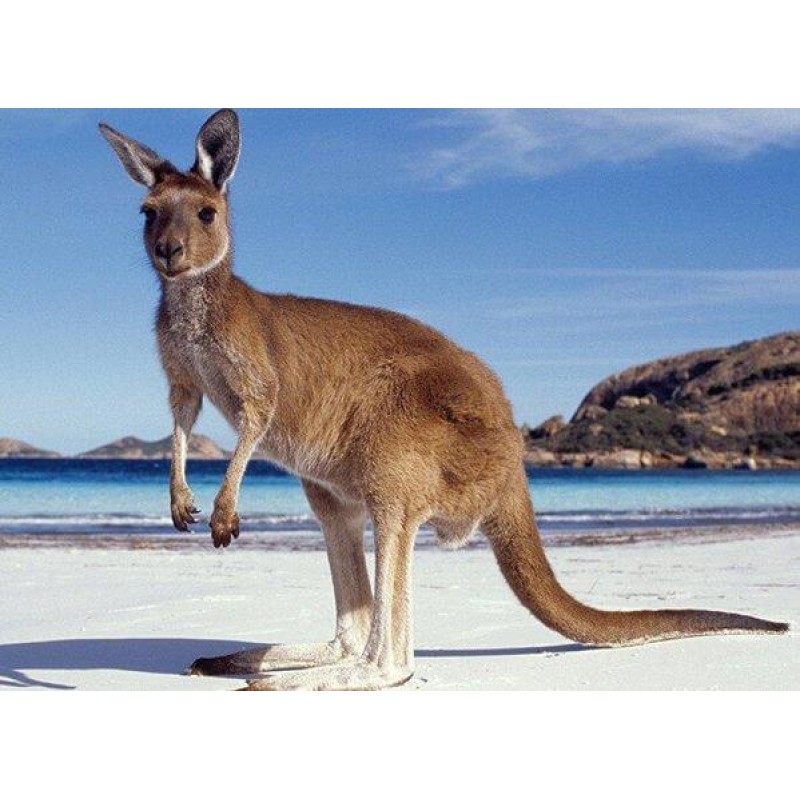 Australian Kangaroo ...