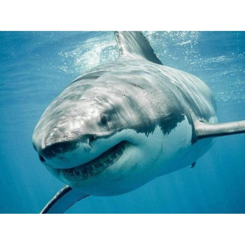 Shark in Blue Water