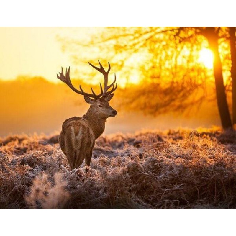 Setting Sun & De...