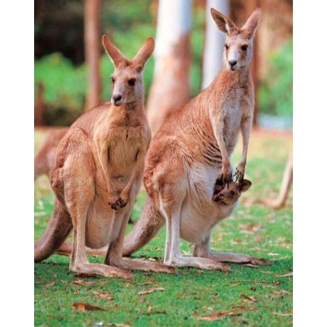Kangaroos Diamond Painting Kit