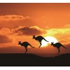 Kangaroos & Sunset Diamond Painting