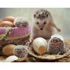 Hedgehog Eggs Hatching