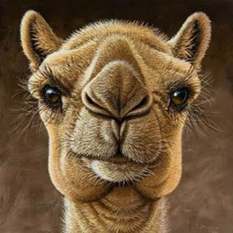 Camel Diamond Painti...