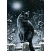 Black Cat in the Night