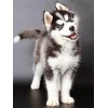 Husky Diamond Painting Kit
