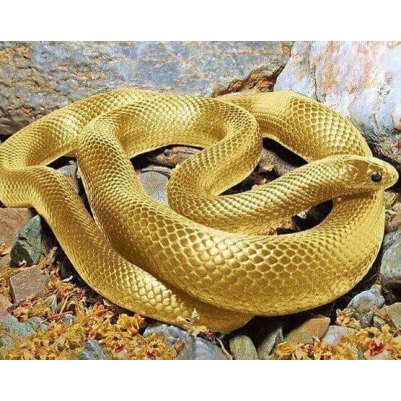 Golden Snake DIY Dia...