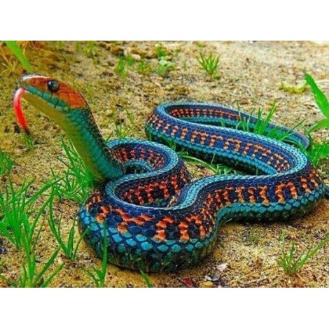 California Red Sided Garter Snake