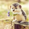 Sweet Hedgehog with Flowers