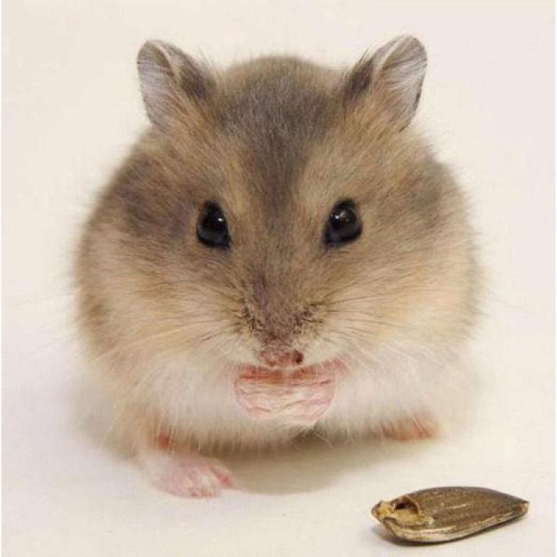 Little Hamster Diamo...
