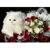 Fluffy White Cat & Flowers