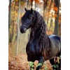 Black Horse with Long Hair