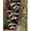 Three Raccoons Hiding in Tree