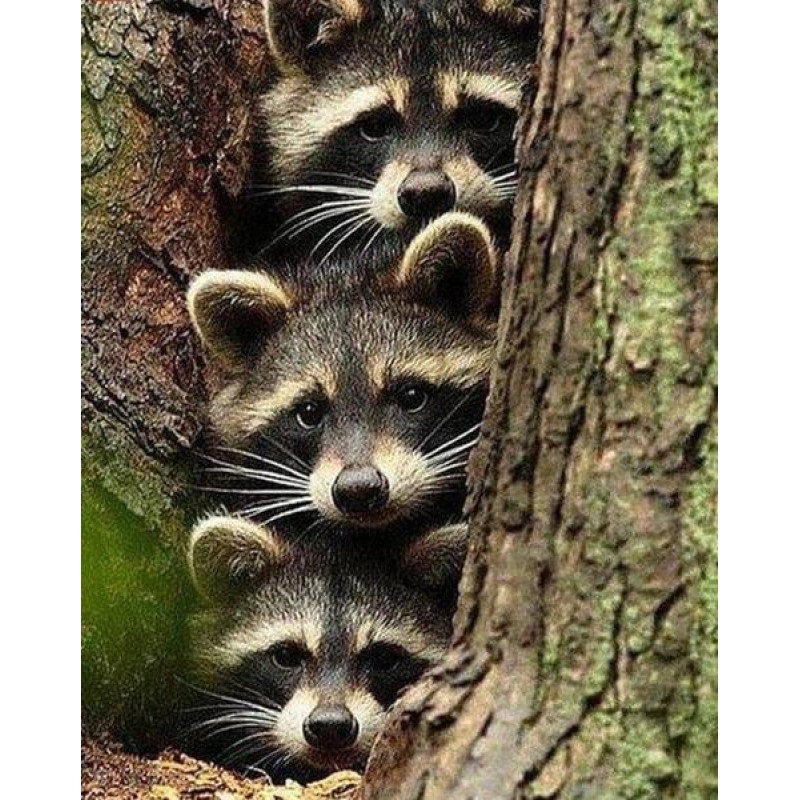 Three Raccoons Hidin...