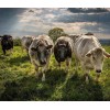 Taurine Cattle Diamond Painting
