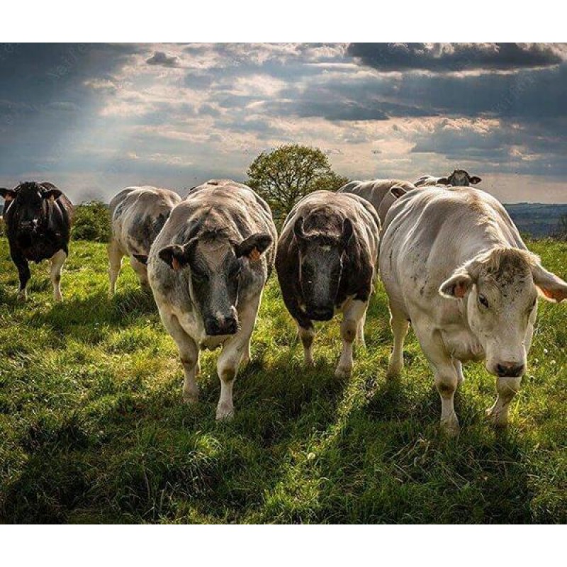 Taurine Cattle Diamo...