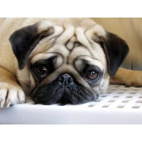 Sad Pug Dog Painting