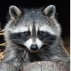 Raccoon DIY Diamond Painting