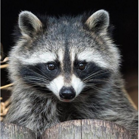Raccoon DIY Diamond Painting