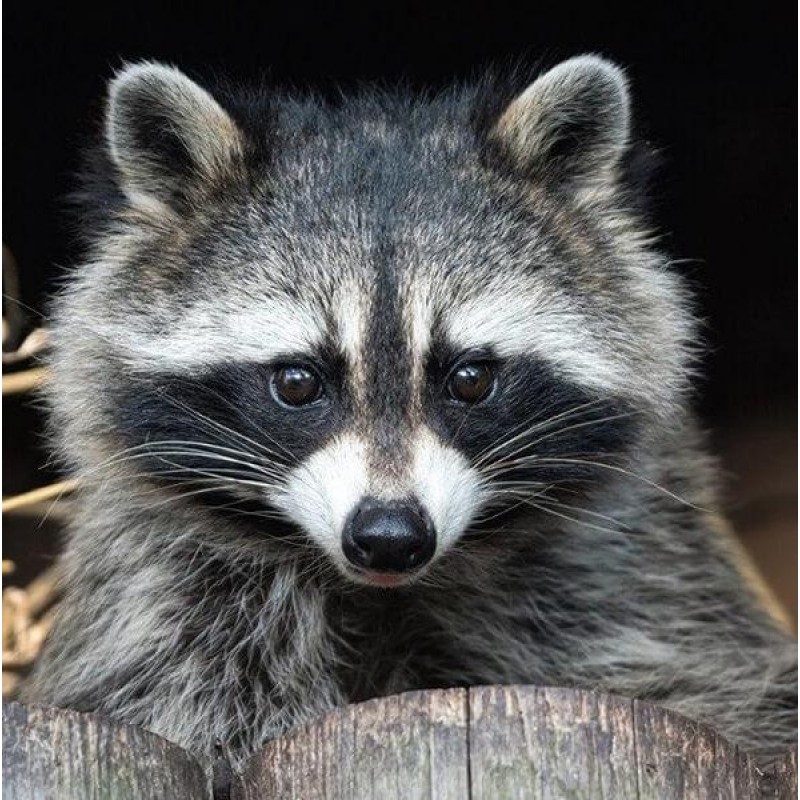 Raccoon DIY Diamond ...