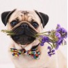 Pug Dog with Flowers
