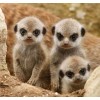 Meerkats Diamond Painting