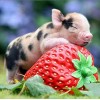 Cute Pig on Strawberry