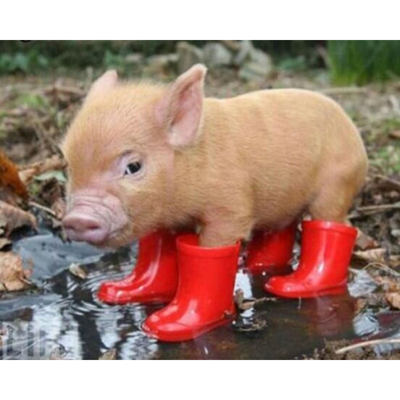 Little Pig in Red Bo...